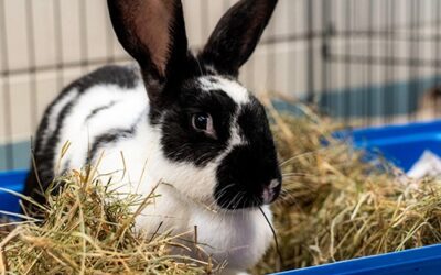 Meet our Pet of the Week, Pip