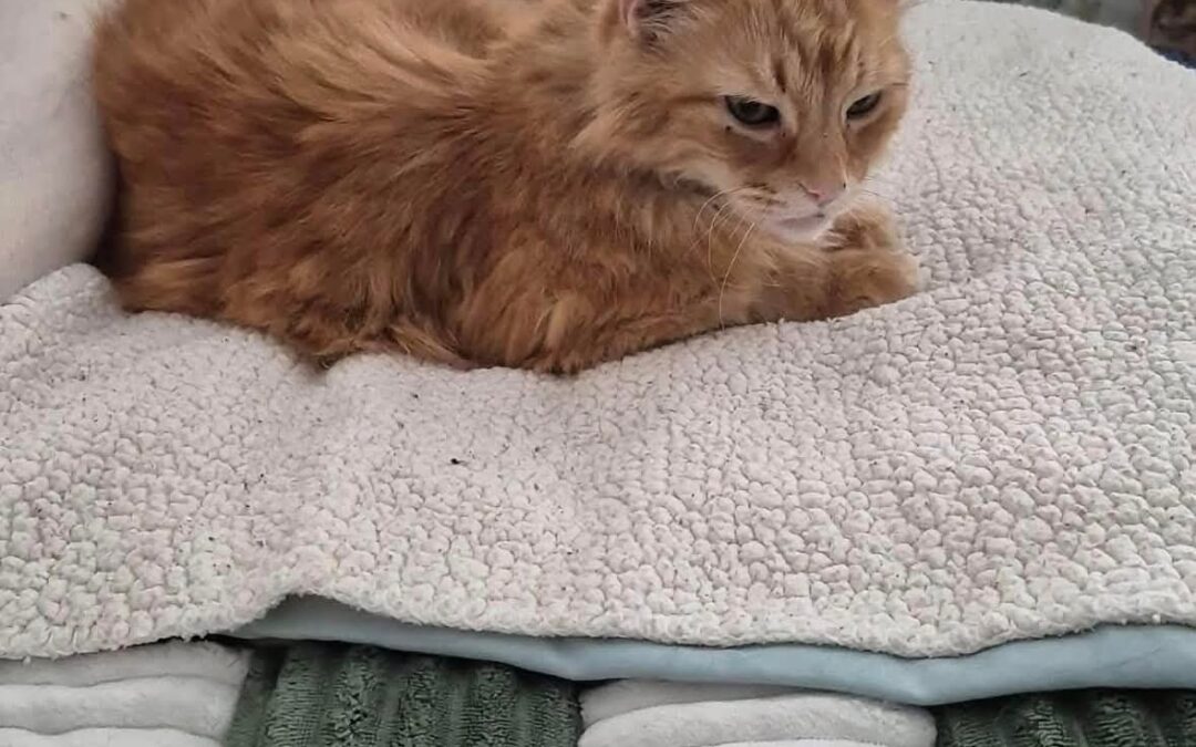 Meet our Pet of the Week, Fanta
