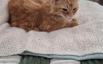 Meet our Pet of the Week, Fanta