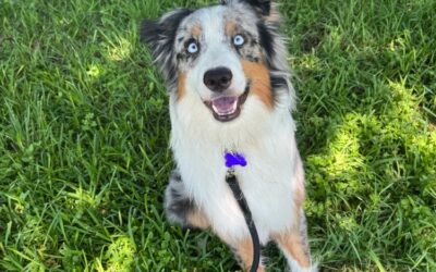 Meet our Pet of the Week, Kiefer