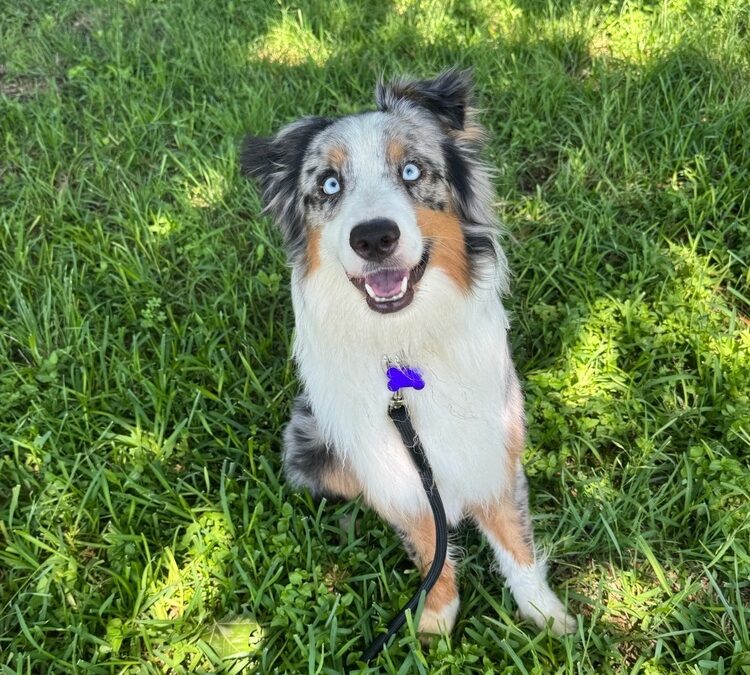 Meet our Pet of the Week, Kiefer