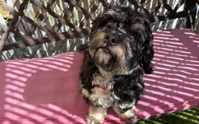 Meet our Pet of the Week, Rocky