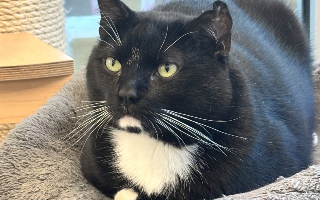 Meet our Pet of the Week, Franklin