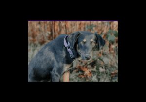 Hope-the-pup - WATD 95.9 FM