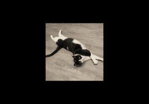 Abby-the-cat2 - WATD 95.9 FM